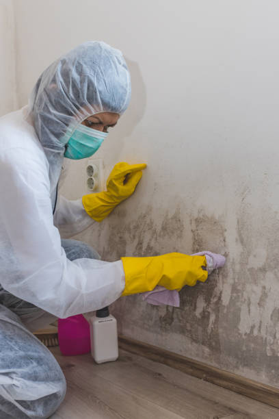 Burbank, CA Mold Removal Company