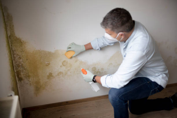 Best Asbestos and Lead Testing During Mold Inspection  in Burbank, CA