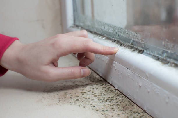 Best Mold-Related Health Consultation  in Burbank, CA