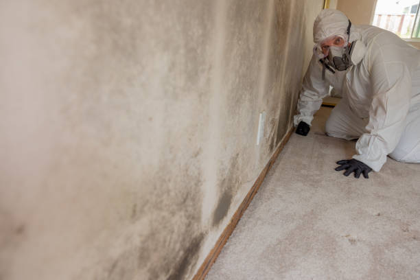 Best Black Mold Removal  in Burbank, CA